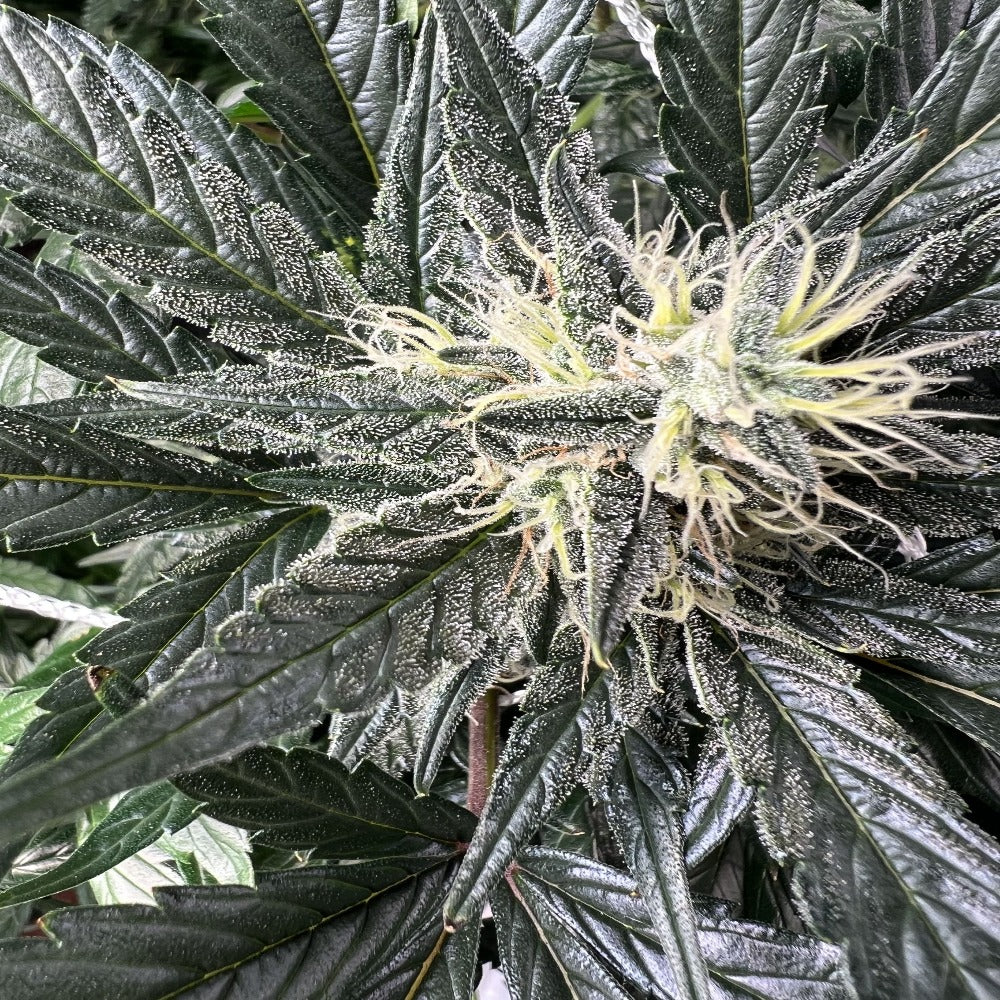 Bruce Banner Auto