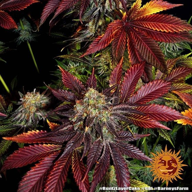 Runtz X Layer Cake Feminised Seeds