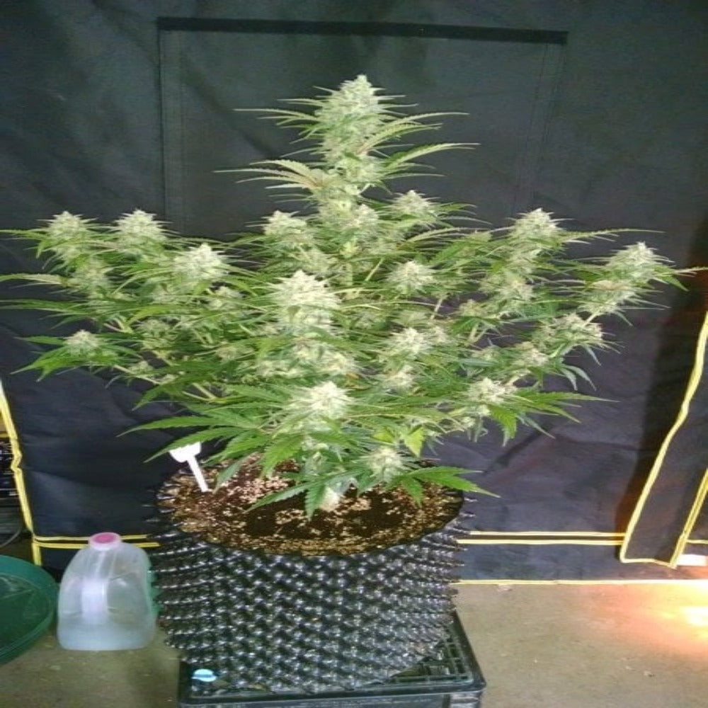 Grapefruit Auto