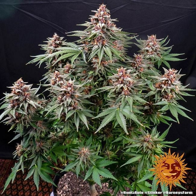 Runtz Auto Feminised Seeds