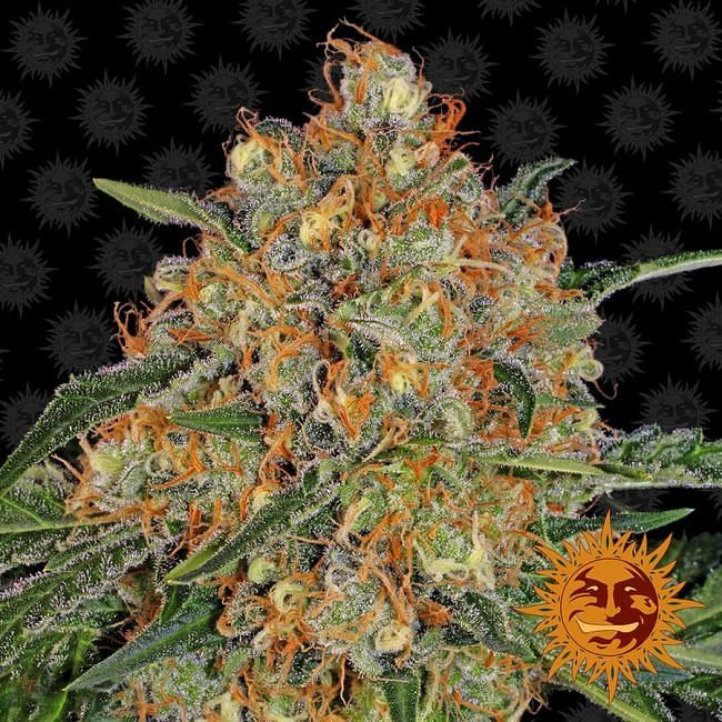 Orange Sherbert Feminised Seeds