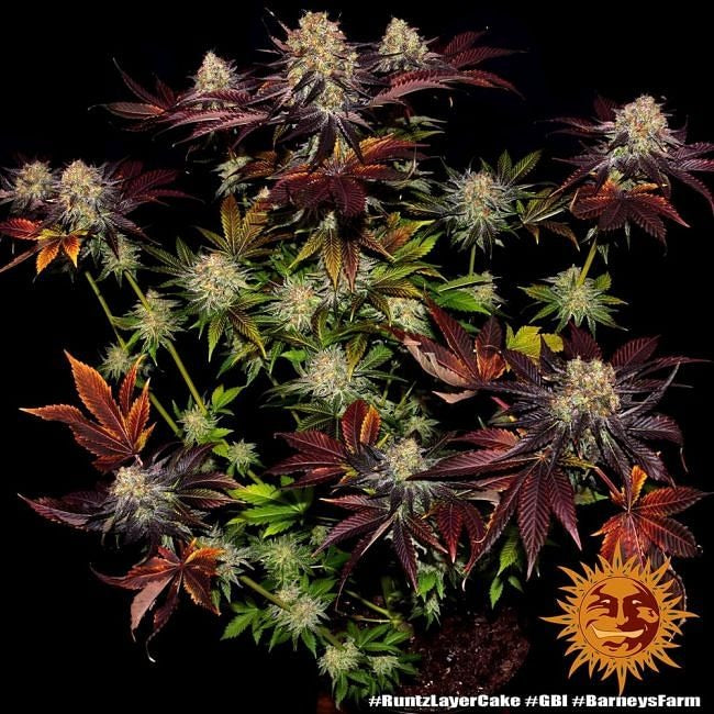 Runtz X Layer Cake Feminised Seeds