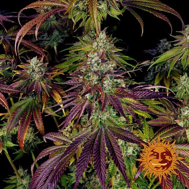 Mimosa EVO Feminised Seeds