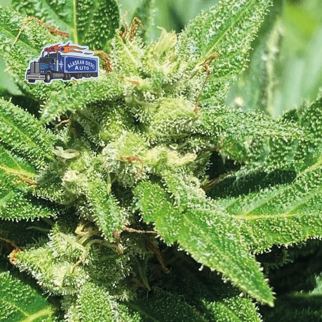 Alaskan Diesel Auto Feminised Seeds