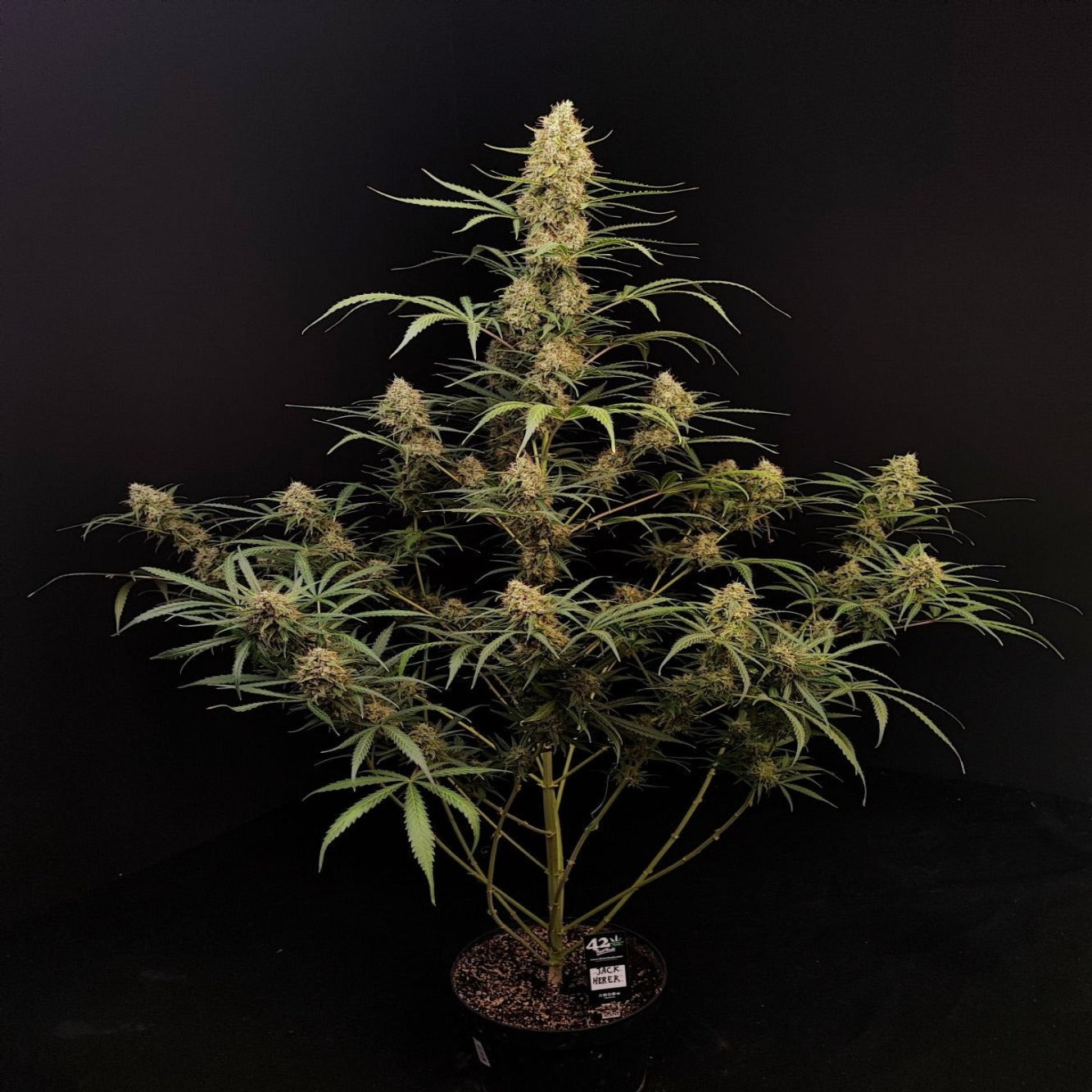 Jack Herer Auto