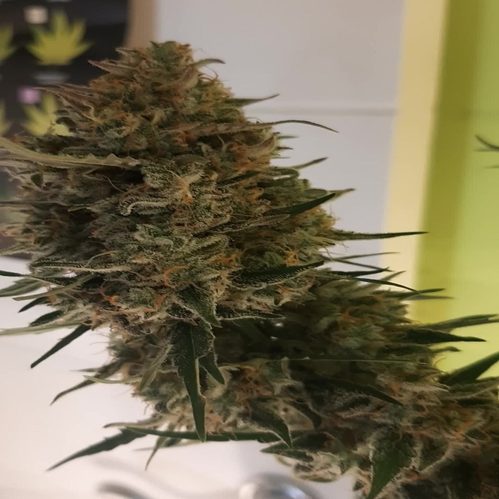 Smoothie Auto