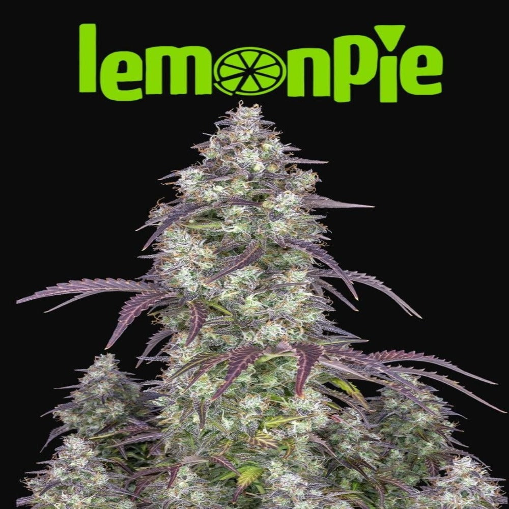 Lemon Pie Auto