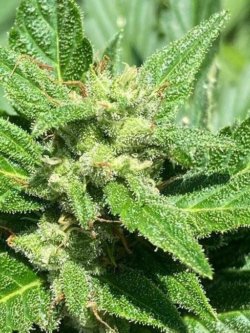 Alaskan Diesel Auto Feminised Seeds