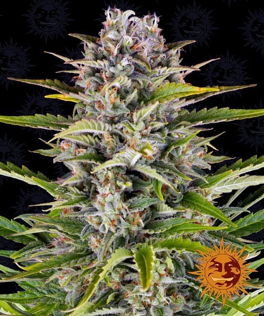 Gorilla Zkittlez Auto Feminised Seeds