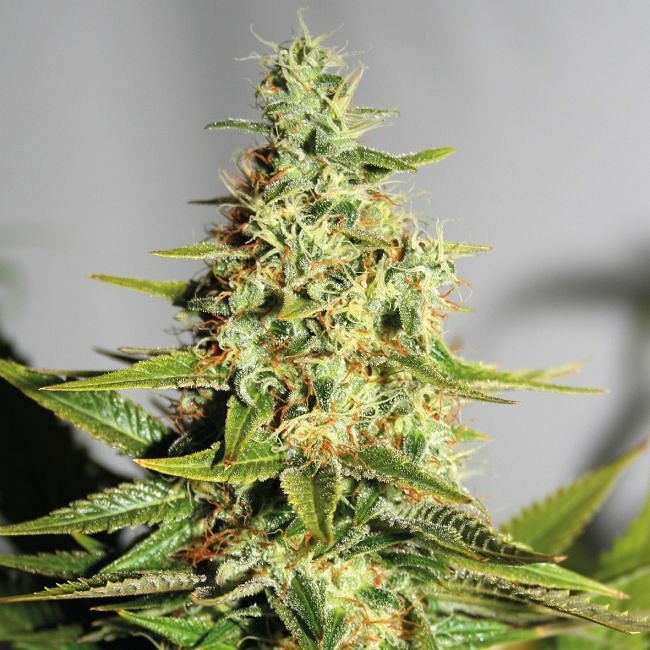 Acapulco Gold Feminised Seeds