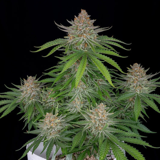 Strawberry Pie Auto