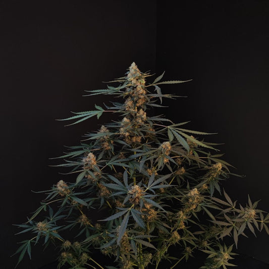 Northern Lights Auto