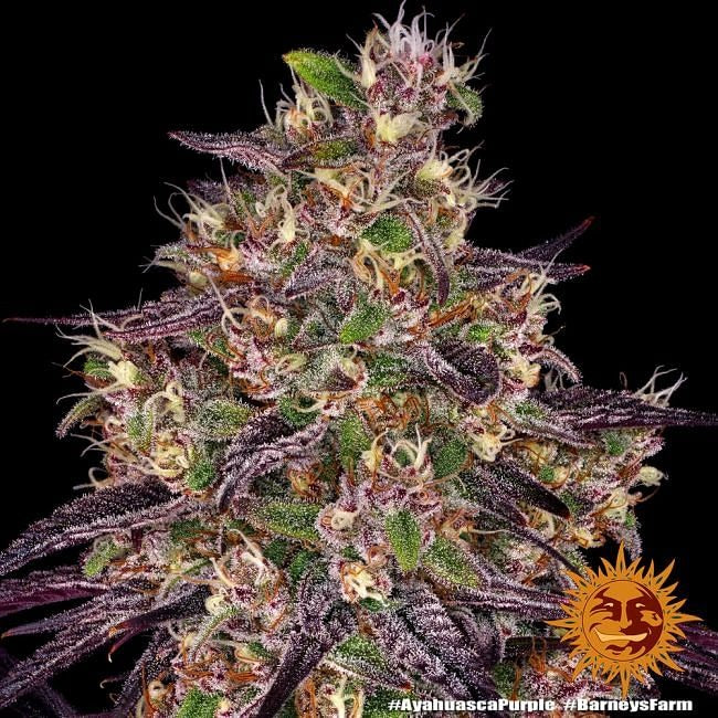 Ayahuasca Purple Feminised Seeds