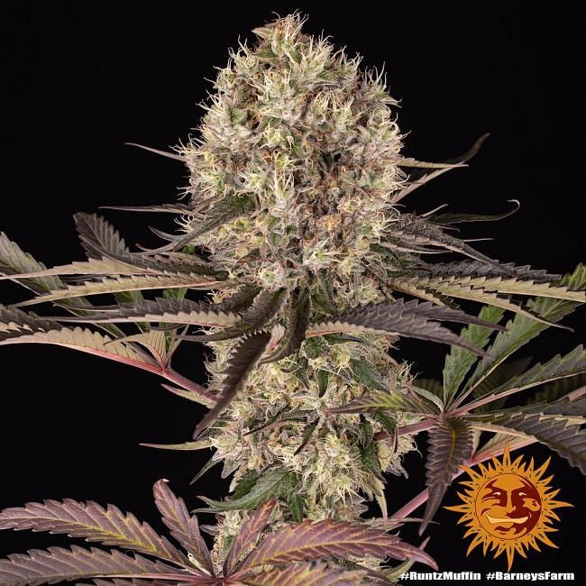 Runtz Muffin Feminised Seeds