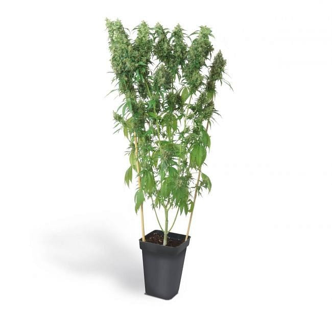 Diet Durban THCV 1:1 Feminised Seeds