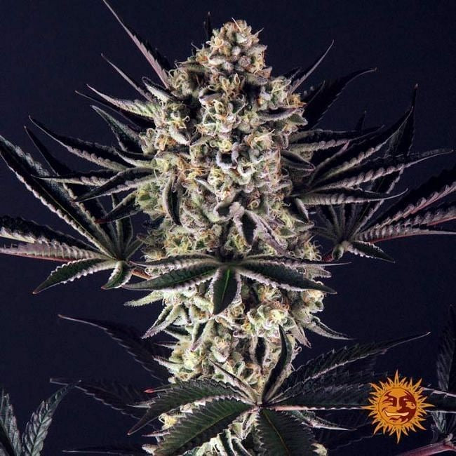 Dos Si Dos 33 Feminised Seeds