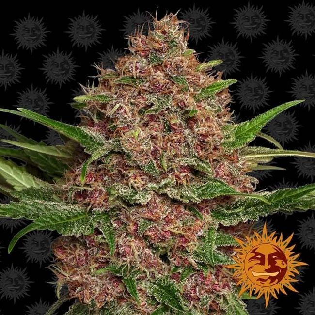 Purple Punch Auto Feminised Seeds