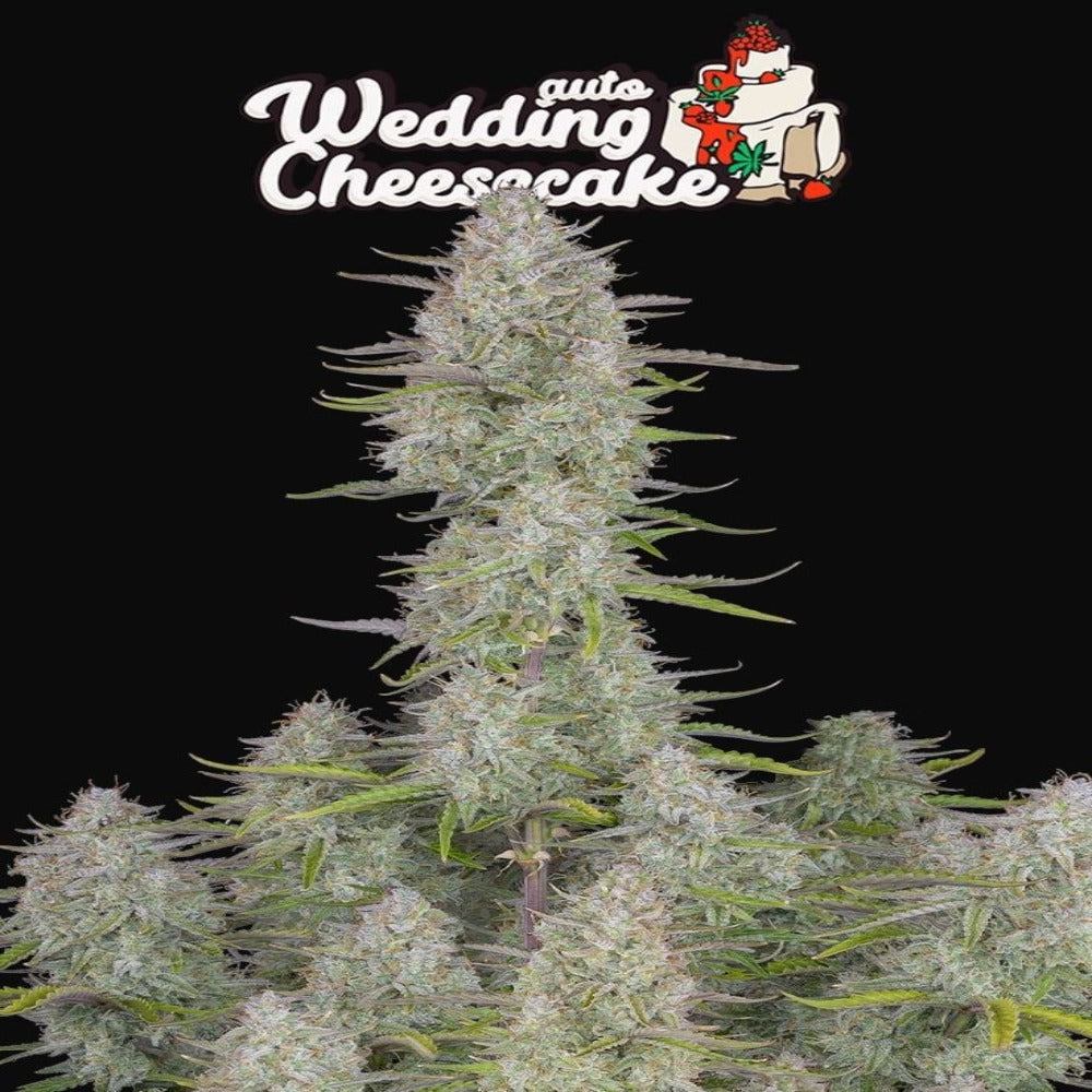 Wedding Cheesecake Auto