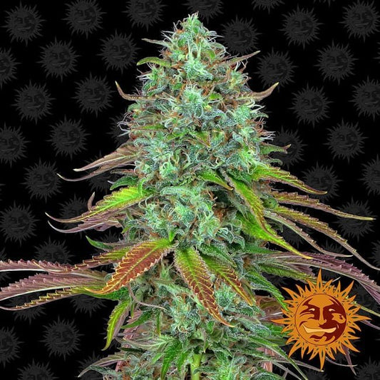 LSD Auto Feminised Seeds