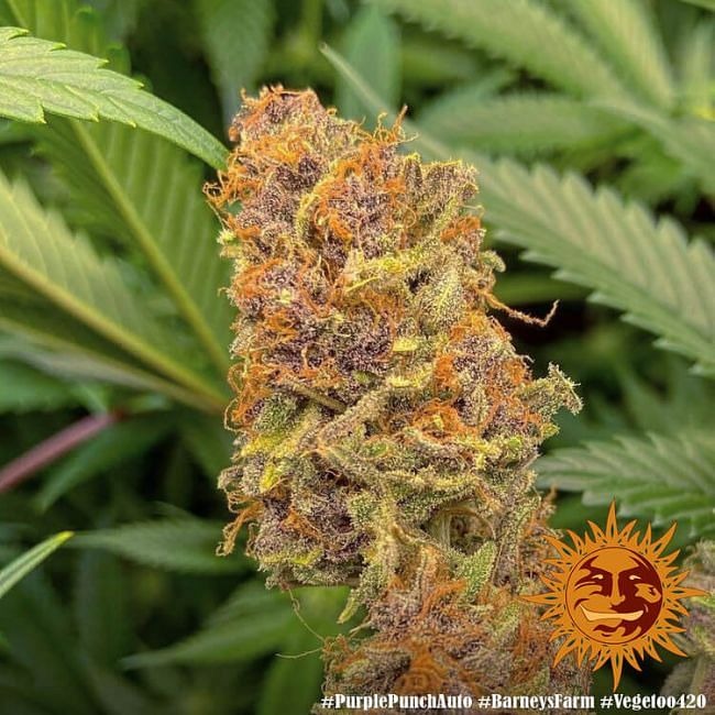 Purple Punch Auto Feminised Seeds