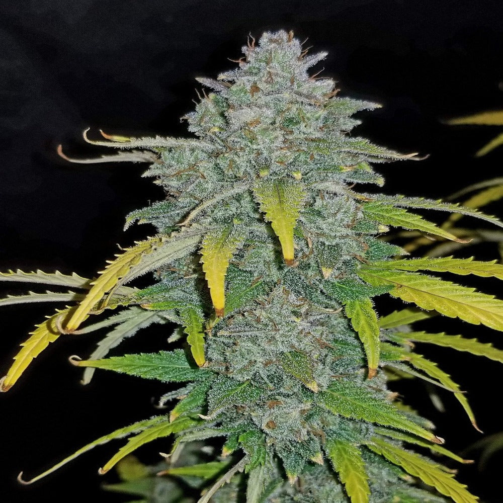 Blue Dream Auto