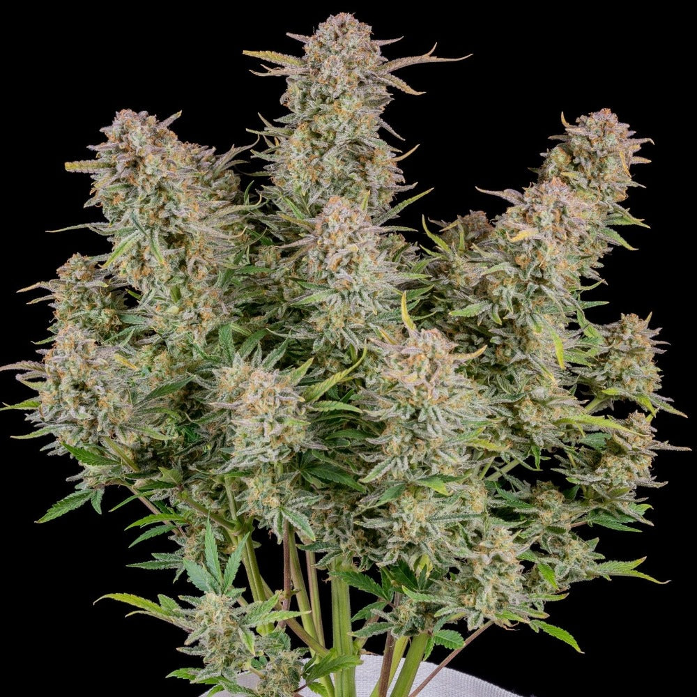 Bruce Banner Auto