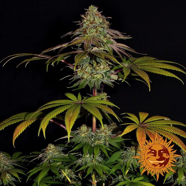 Wedding Cake Feminised Seeds