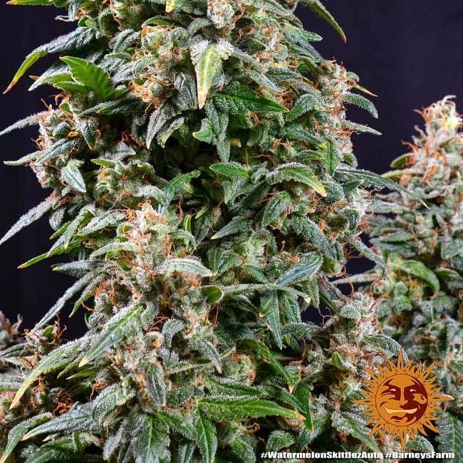 Watermelon Zkittlez Auto Feminised Seeds