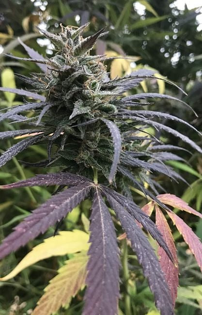 Blue Dream Feminised Seeds