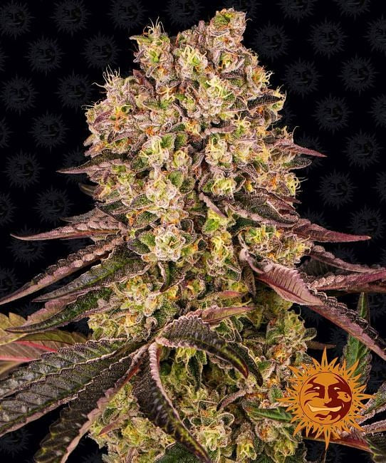 Runtz Muffin Feminised Seeds