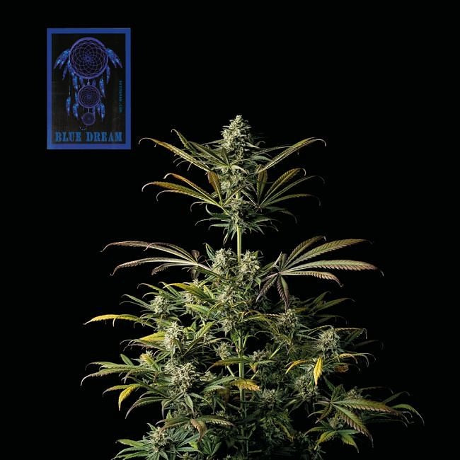 Blue Dream Feminised Seeds