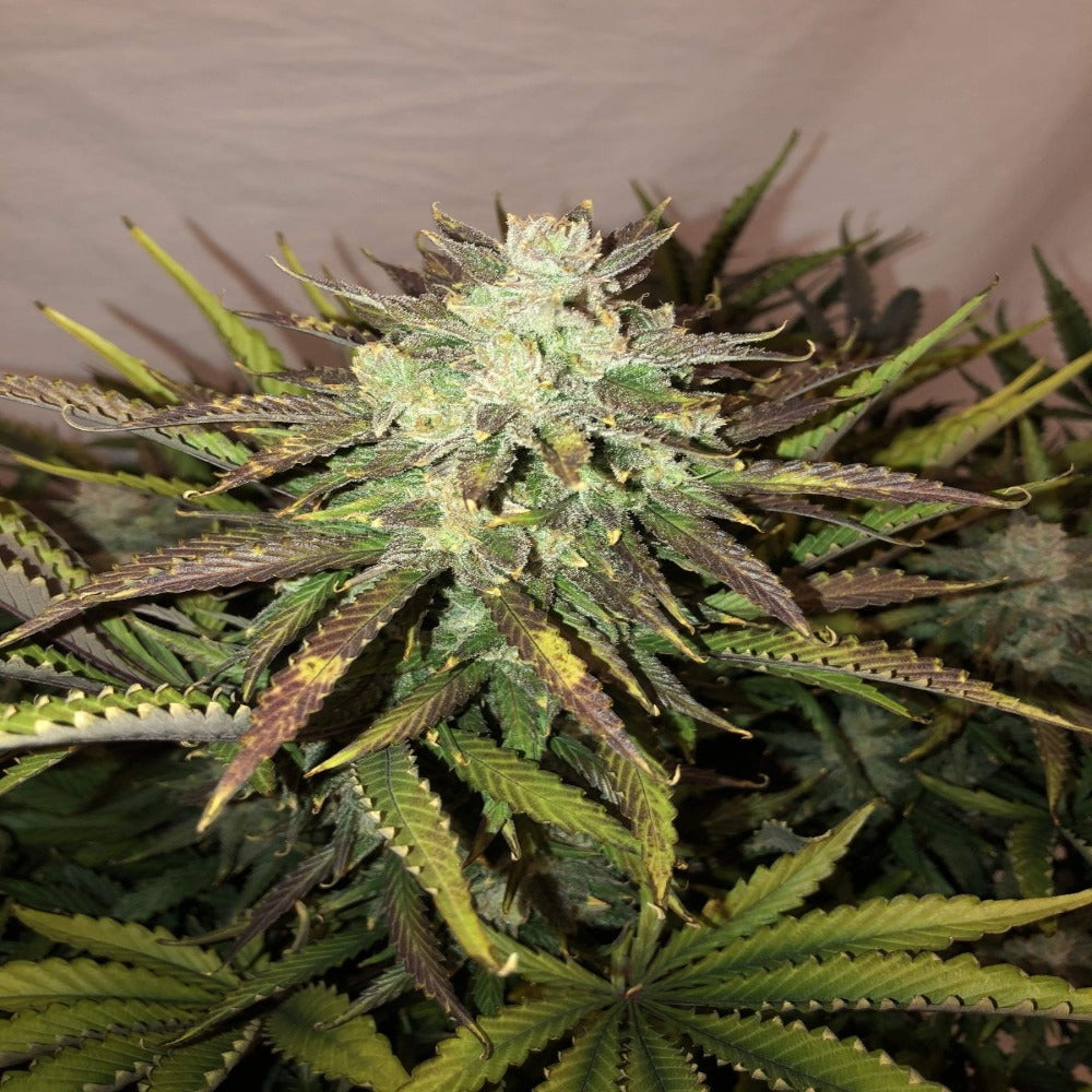 Gorilla Auto