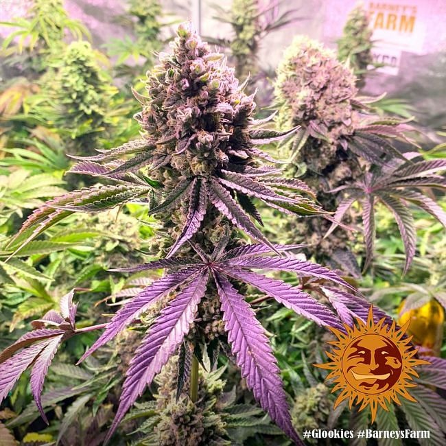 Glookies Feminised Seeds