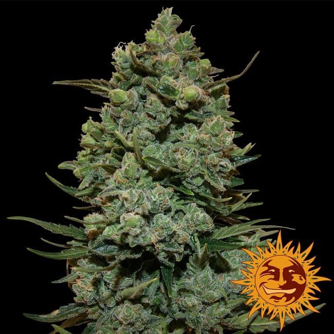 Cookies Kush Feminised Seeds