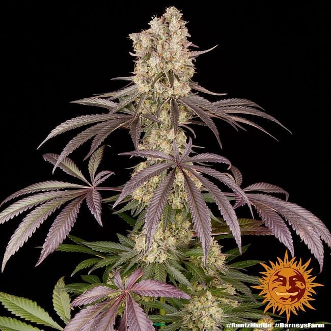 Runtz Muffin Feminised Seeds