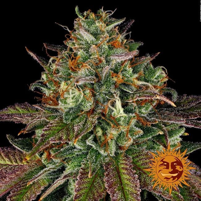 Wedding Cake Feminised Seeds