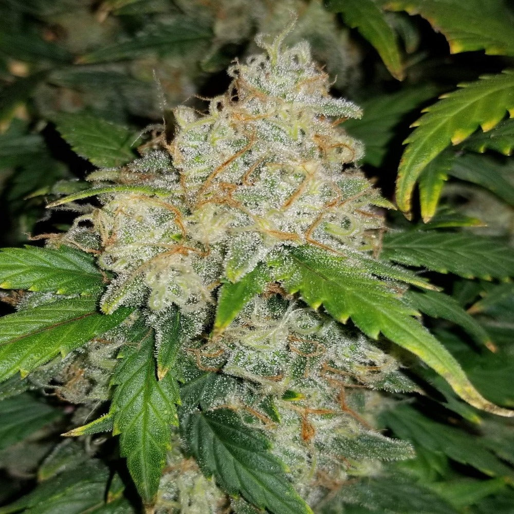 Zkittlez Auto