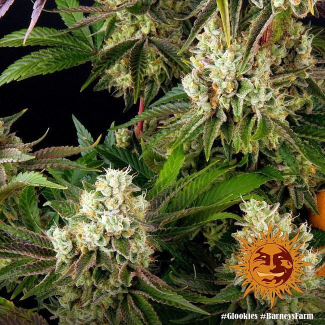 Glookies Feminised Seeds