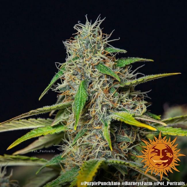 Purple Punch Auto Feminised Seeds