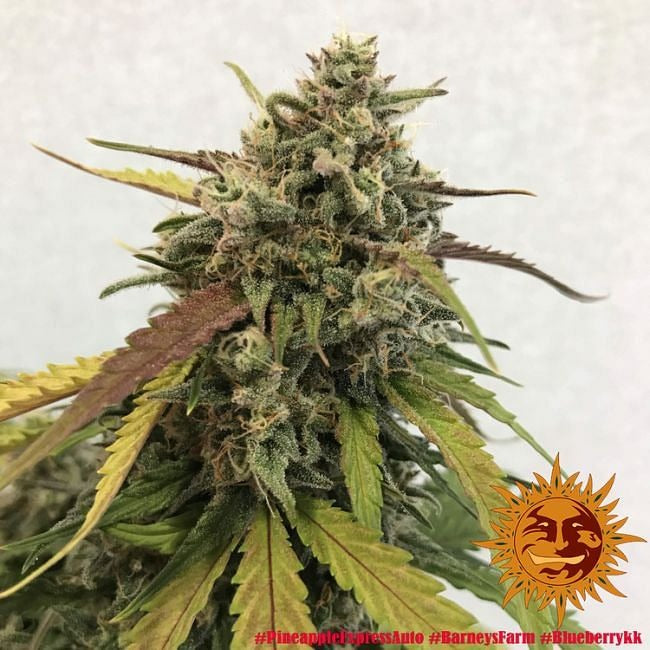 Pineapple Express Auto Feminised Seeds