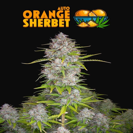 Orange Sherbet Auto