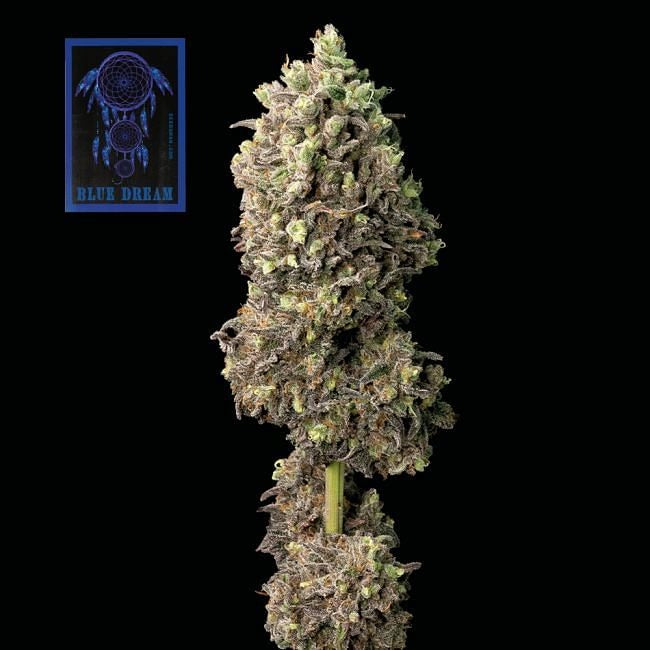 Blue Dream Feminised Seeds