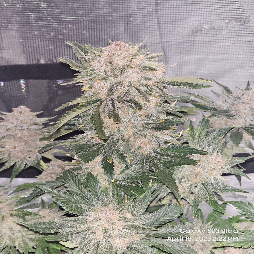 Cherry Cola Auto