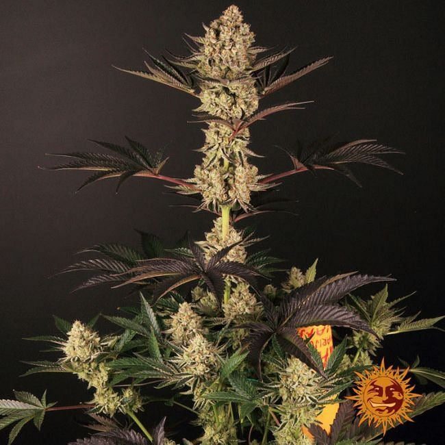 Dos Si Dos 33 Feminised Seeds