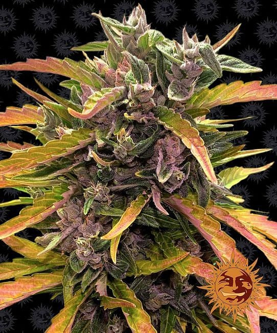 Gorilla Glue Auto Feminised Seeds