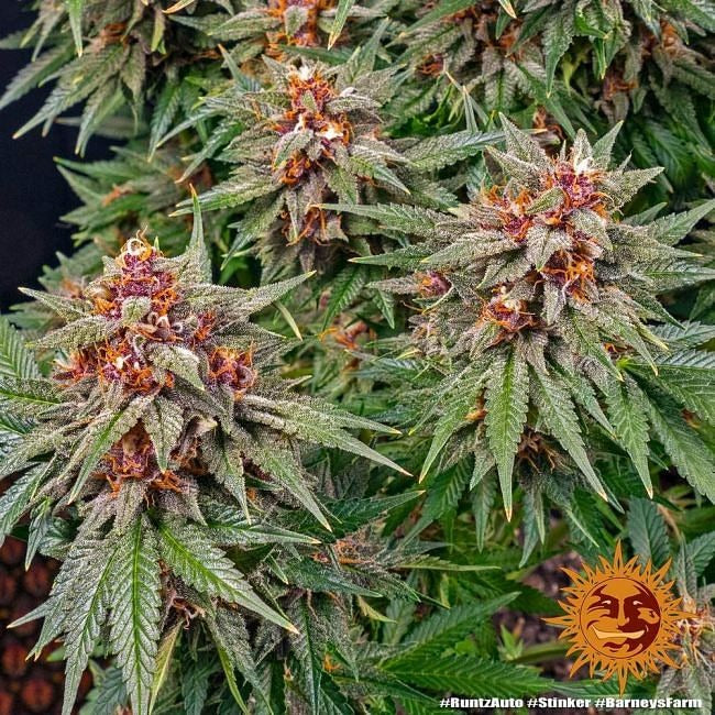 Runtz Auto Feminised Seeds