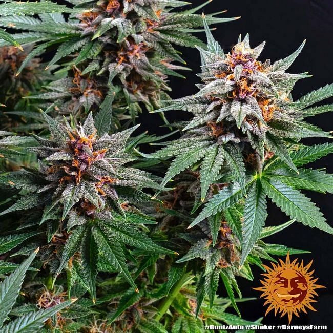 Runtz Auto Feminised Seeds