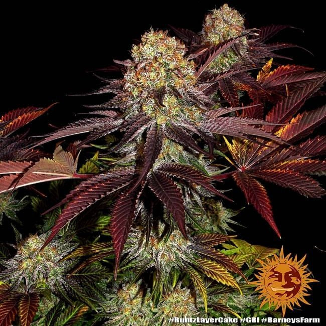 Runtz X Layer Cake Feminised Seeds