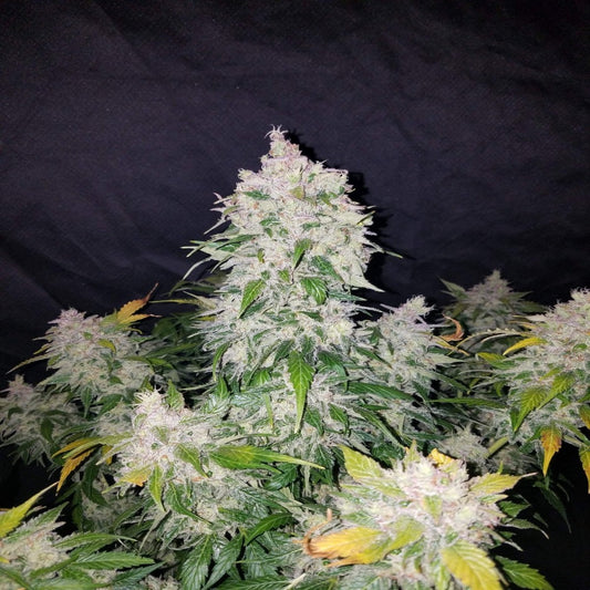 Stardawg Auto