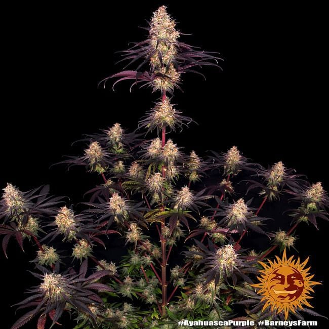 Ayahuasca Purple Feminised Seeds